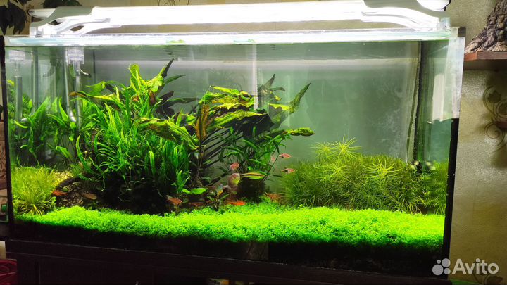 Аквариум