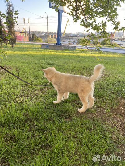 Маламутики