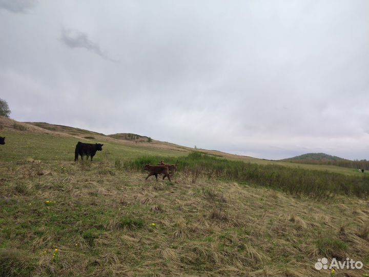 Бык галовей