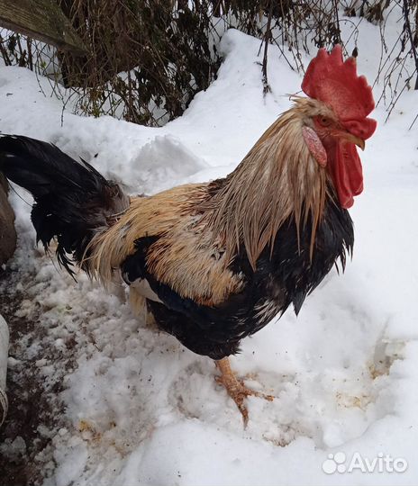 Петух 2 года