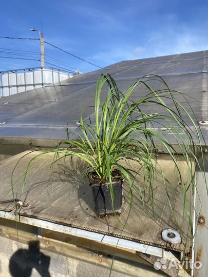 Помпасная трава саженцы