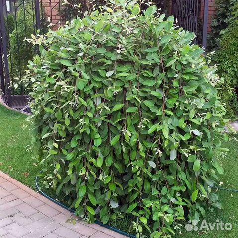 Ива плакучая (козья)