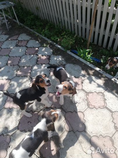 Щенки русской пегой гончей