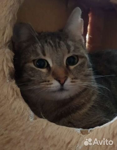 Кошка Зайчуха 9 месяцев, стерелизованна
