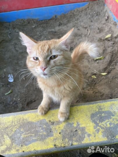 Кошка в дар