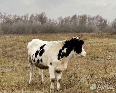 Нетель стельная