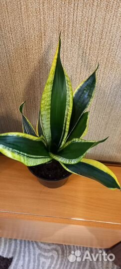 Сансвиерии