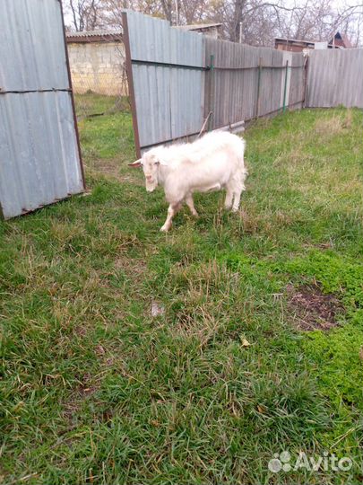 Молодой козел