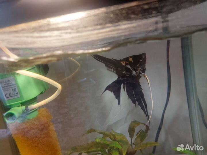 Скалярия большая