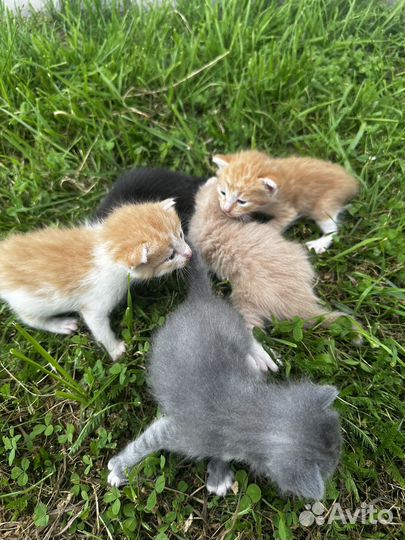 Отдам котят в добрые руки