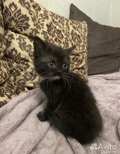 Черная кошечка в добрые руки