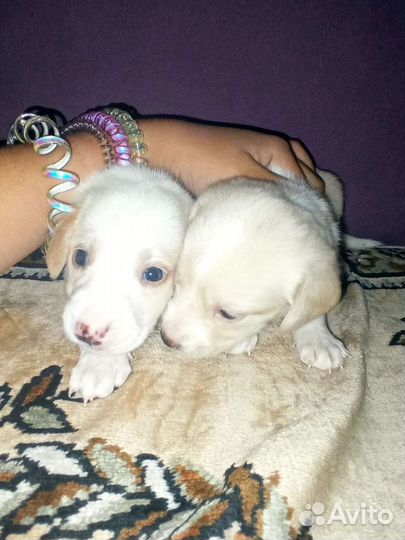 Щенки лабрадора