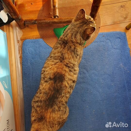 Кошка трехцветка для счастья в доме