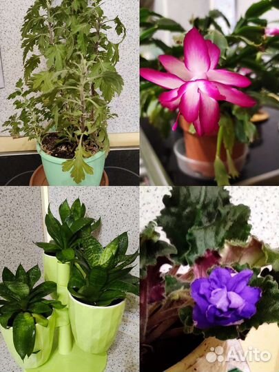 Сансевиерия, фиалка, декабрист и др