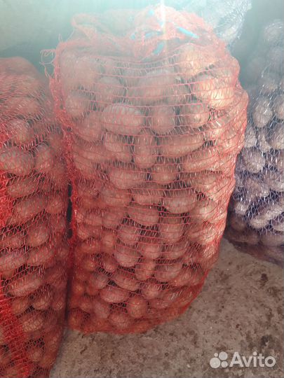 Продам картофель