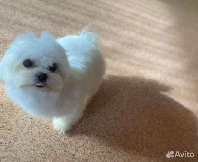 Вязка мальтезе