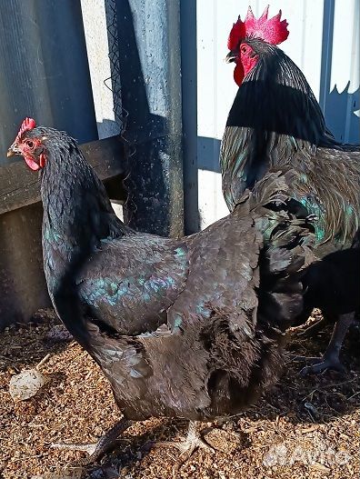 Инкубационное яйцо