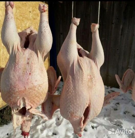 Мясо индейки