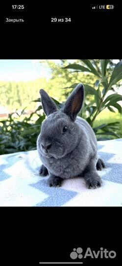 Карликовый рекс в голубом окрасе