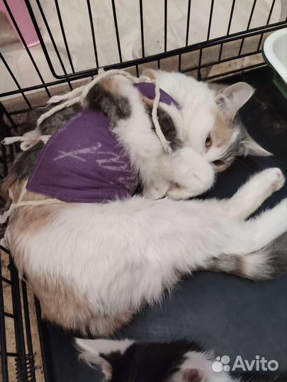 Кошечка Сисиль ищет дом