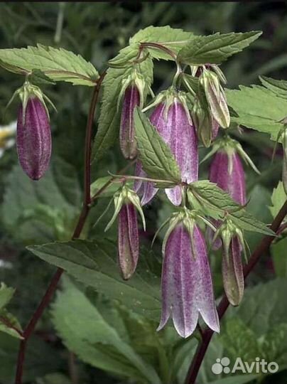 Колокольчик точечный