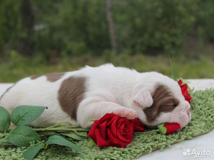 Сладкие булочки