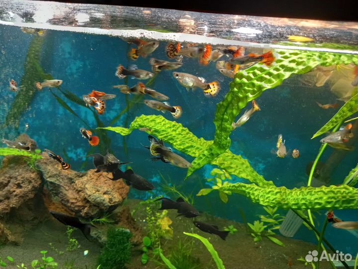 Аквариумные рыбки