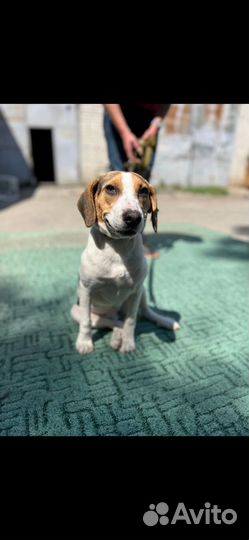 Собачка, которая улыбается, ищет лучший дом