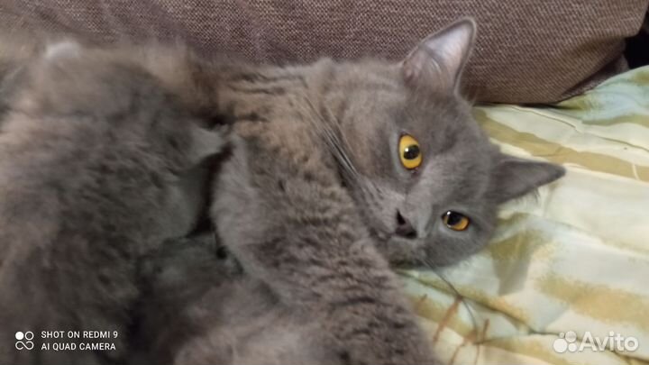 Британская кошка