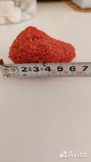 Красный коралл и черноморская ракушка