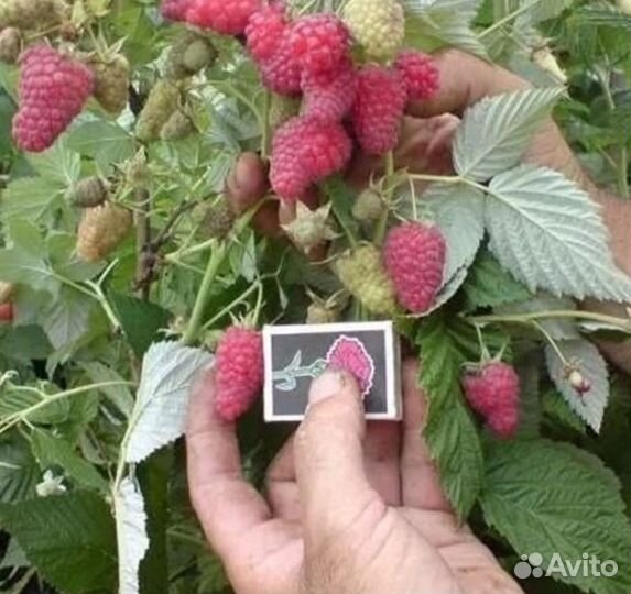 Ремонтантная малина