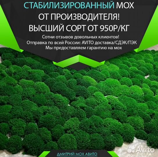 Стабилизированный мох ягель, эко дизайн кашпо