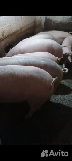 Продам мясо свинина