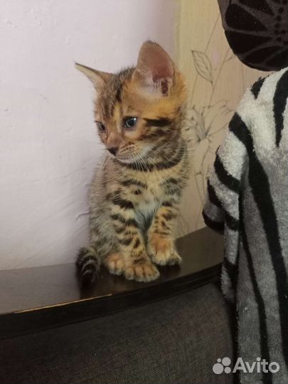 Бенгальская