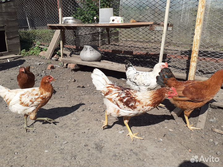 Петухи домашние