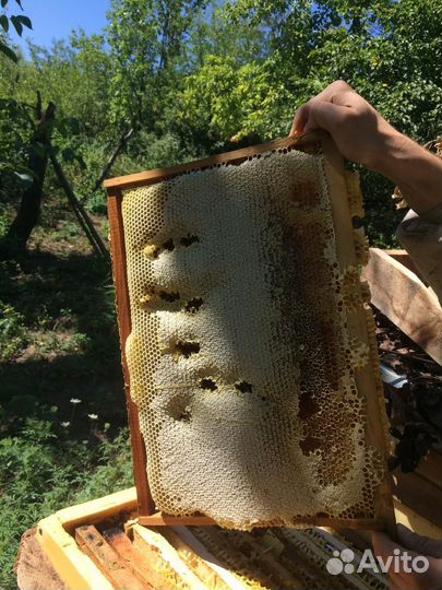 Мед разнотравье