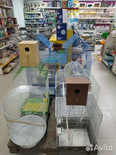 Попугаи неразлучники розовощекие зеленые