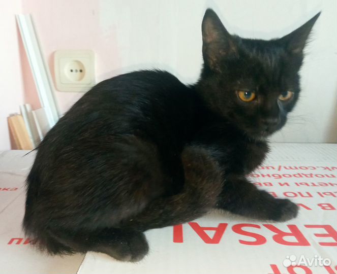 Кошечка- чернушка