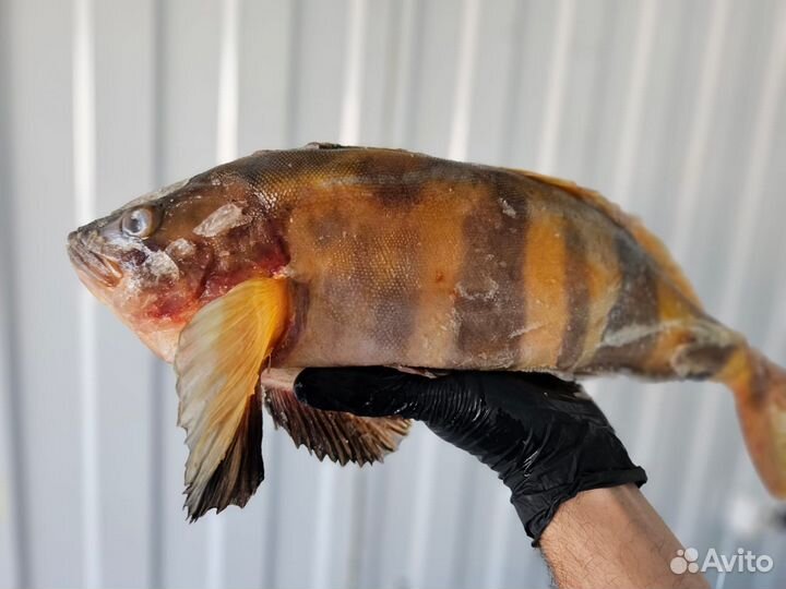 Морская рыба и морепродукты