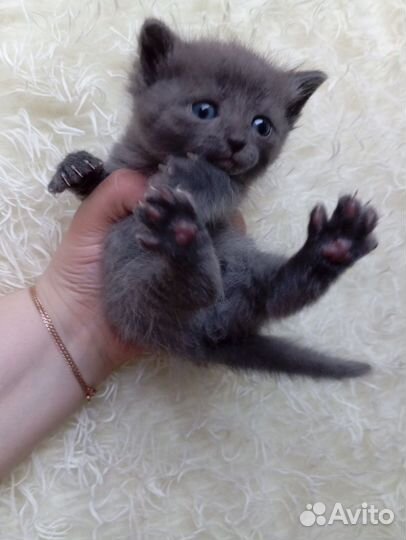 Котята в добрые руки бесплатно