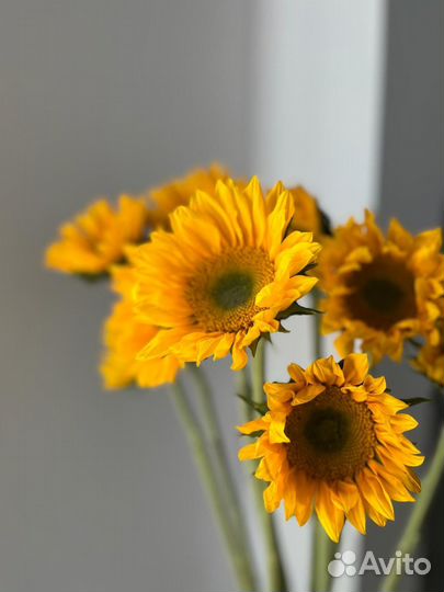 Подсолнухи