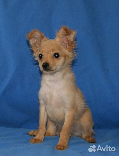 Мини тойчик