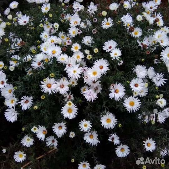 Растения садовые и комнатные