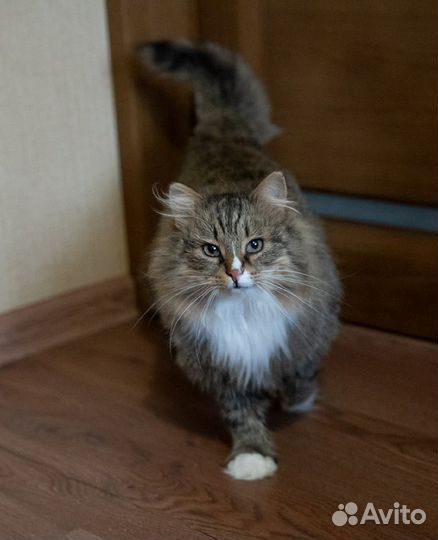 Сибирский кот
