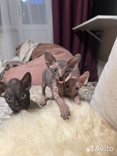 Канадский сфинкс котенок