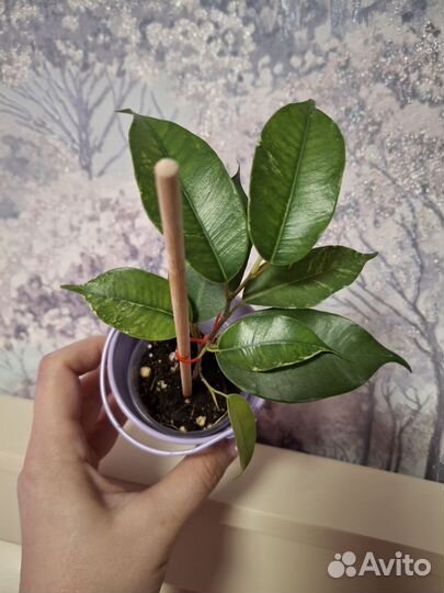 Фикус эльдорадо