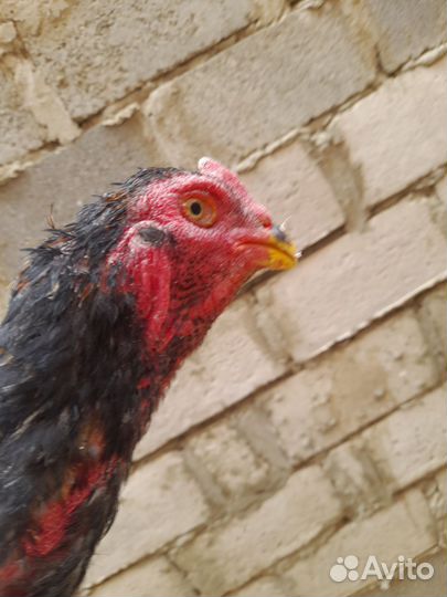 Бойцовые петухи