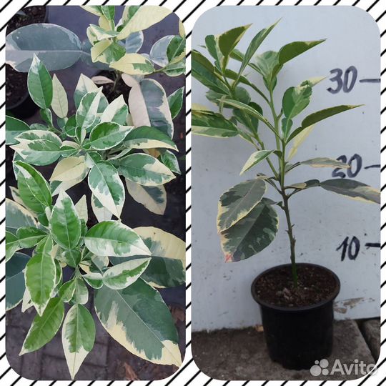 Саженцы цитрусовых Помело Вариегатное