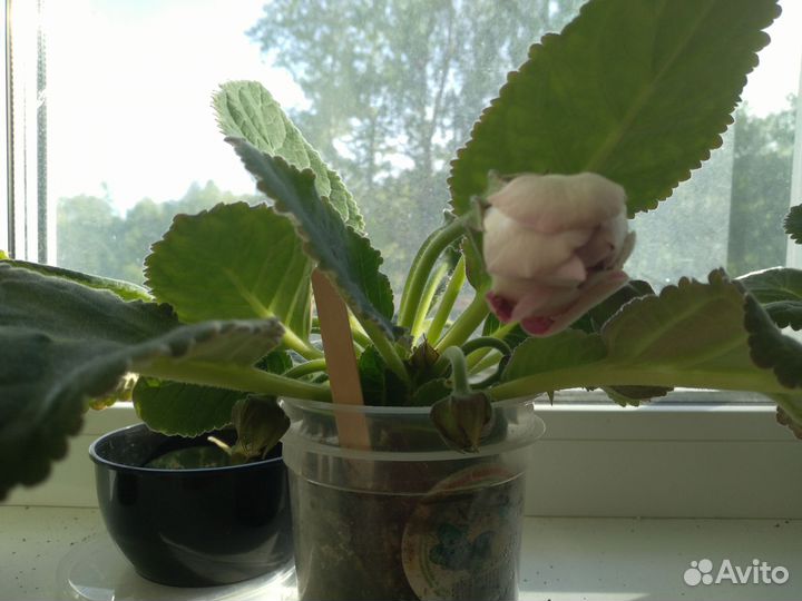 Глоксиния махровая