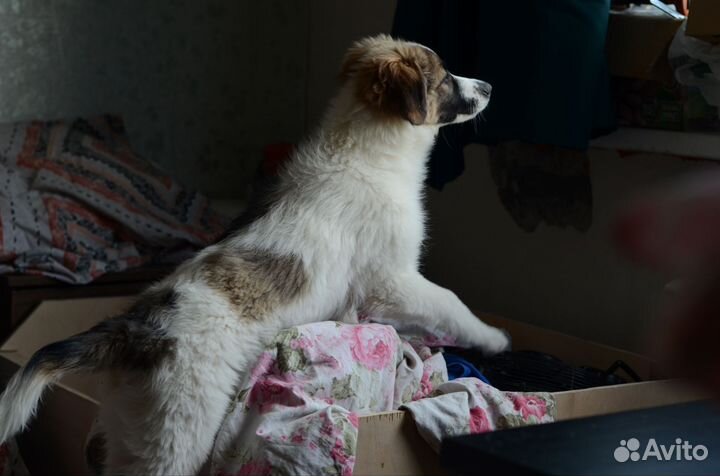 Щенок, смесь колли и малинуа